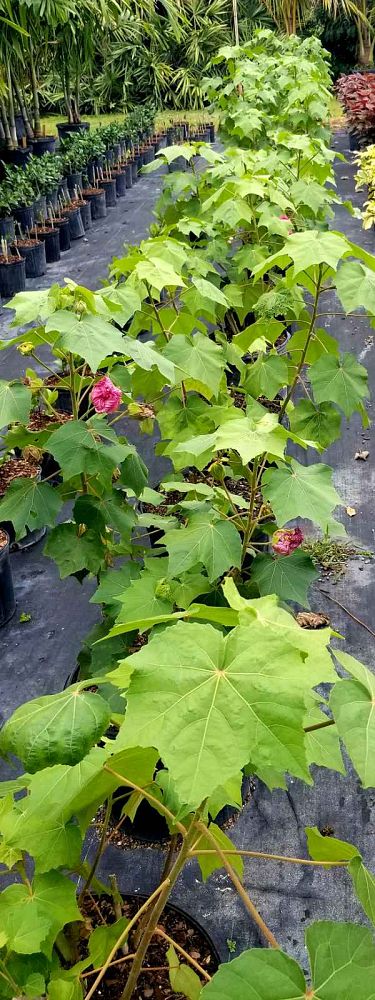 hibiscus-mutabilis-confederate-rose