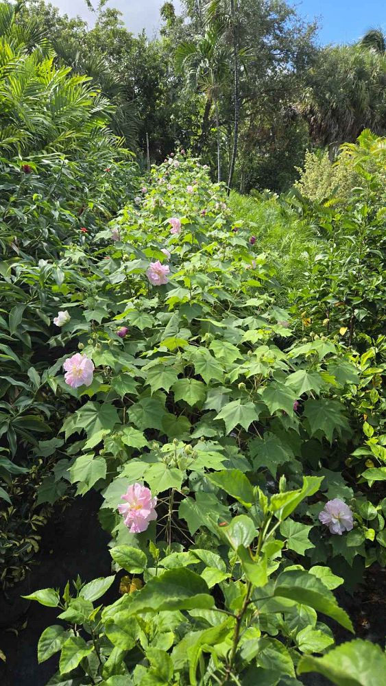 hibiscus-mutabilis-confederate-rose