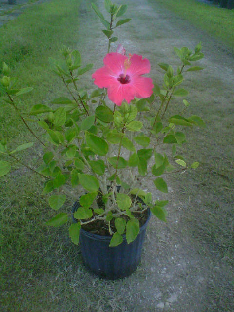hibiscus-painted-lady
