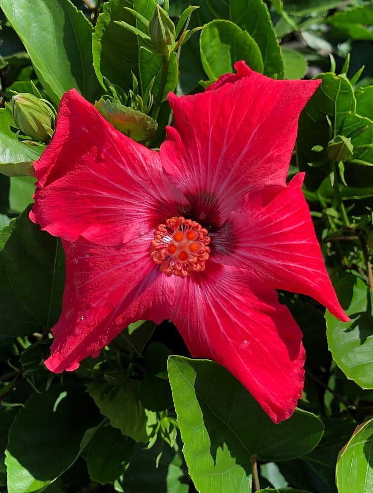 hibiscus-painted-lady