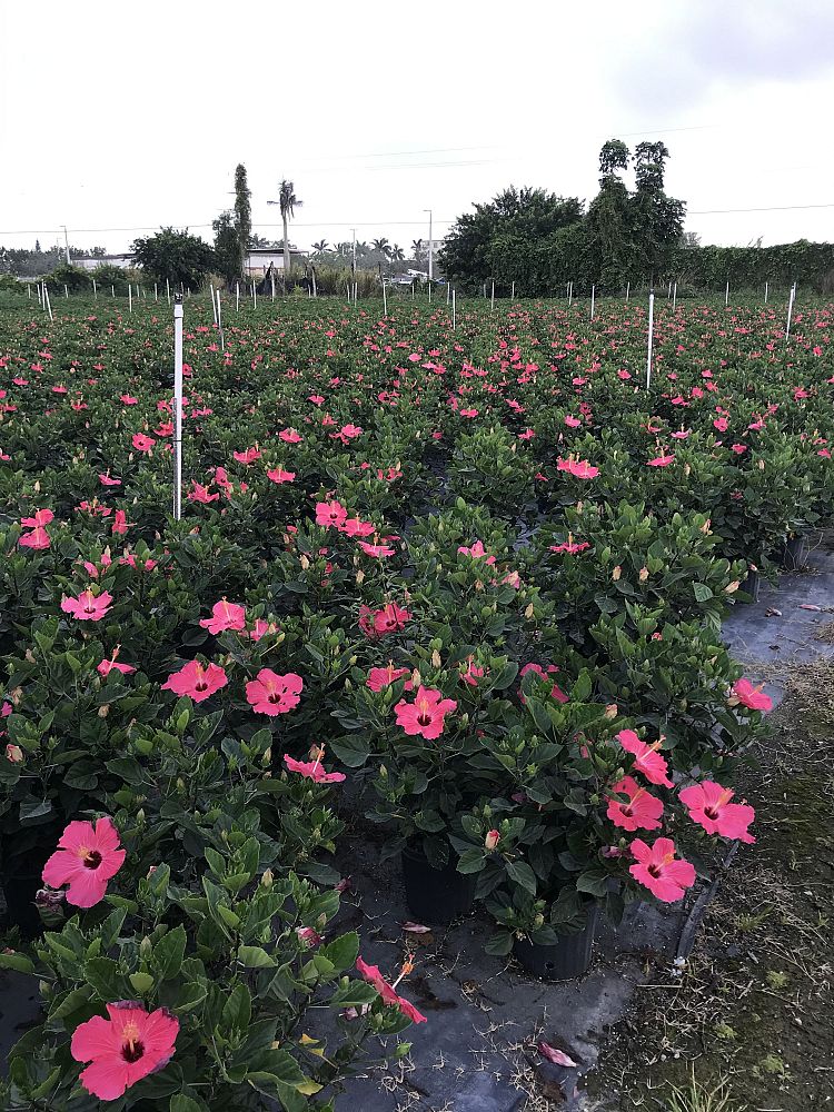 PLANT DEPOT LLC | plantANT.com