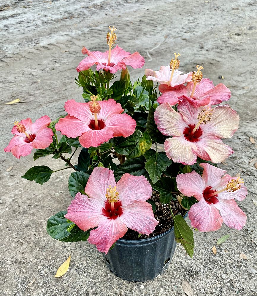 hibiscus-painted-lady