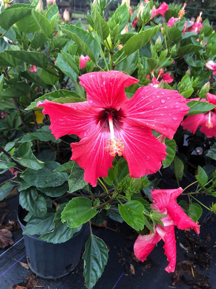 hibiscus-painted-lady