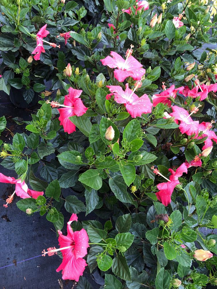 hibiscus-painted-lady