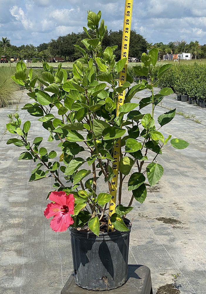hibiscus-painted-lady