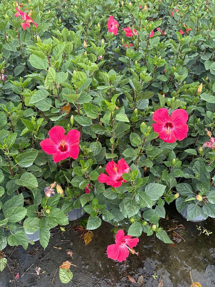 hibiscus-painted-lady