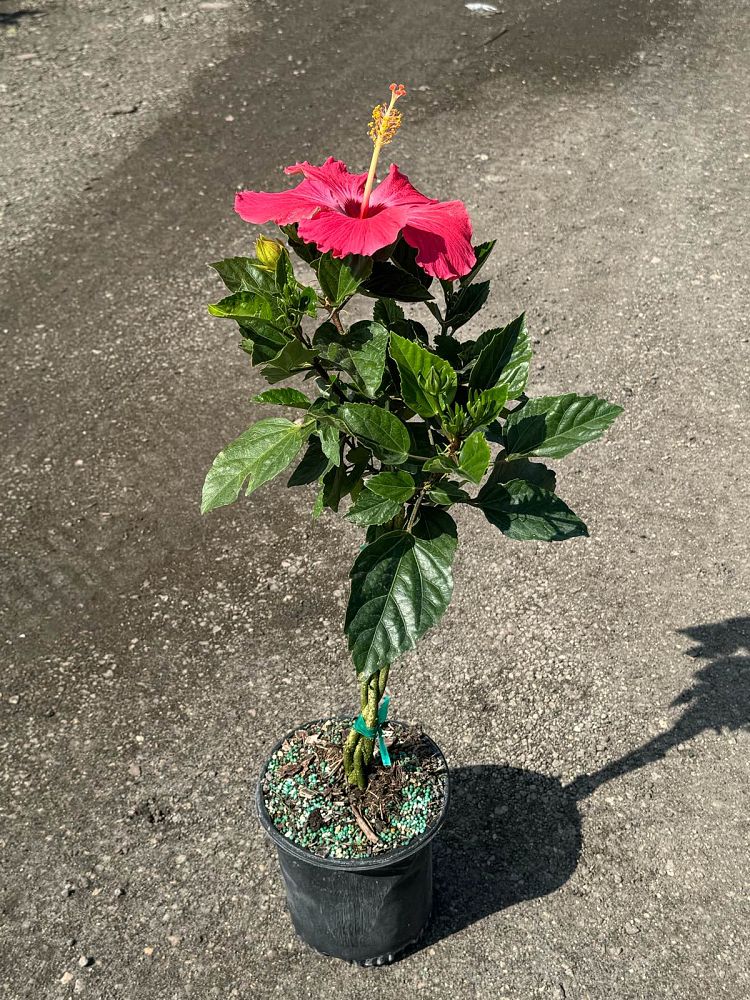 hibiscus-painted-lady
