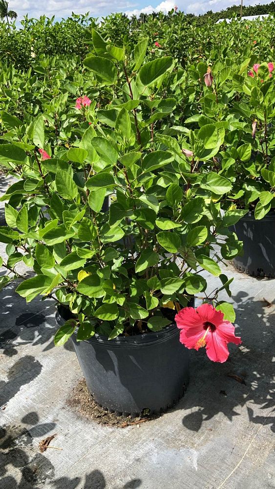 hibiscus-painted-lady