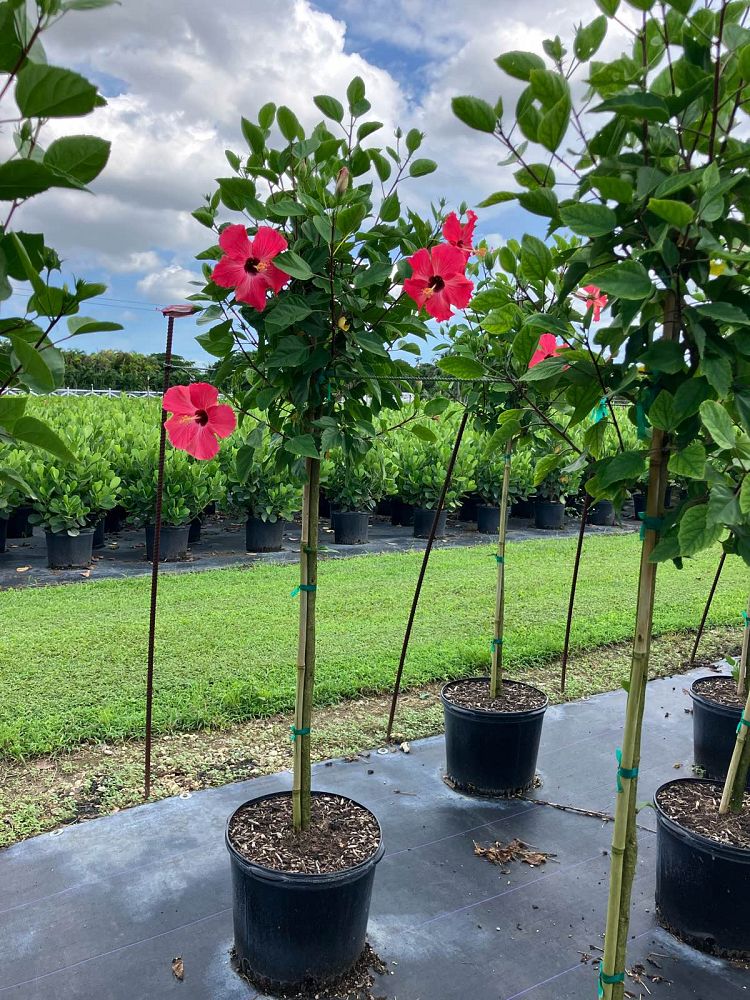 hibiscus-painted-lady