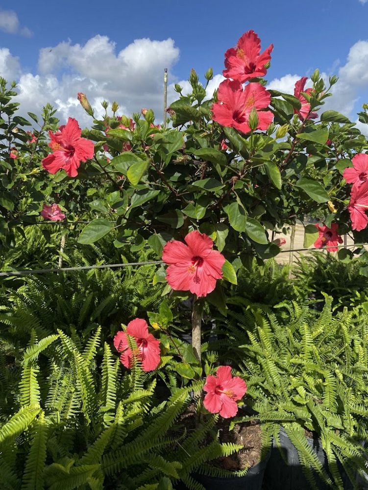 hibiscus-painted-lady