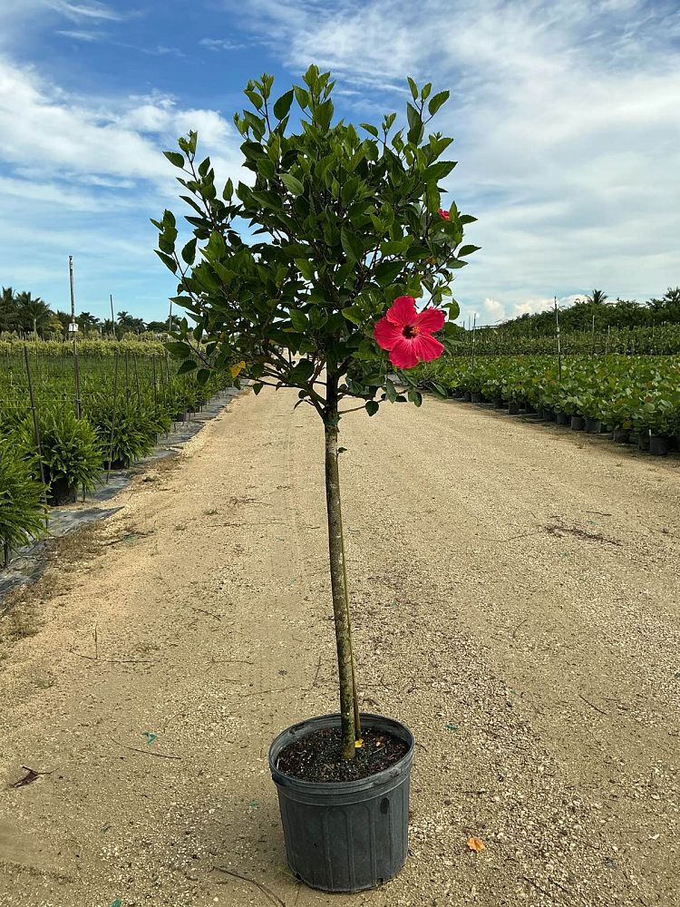 hibiscus-painted-lady