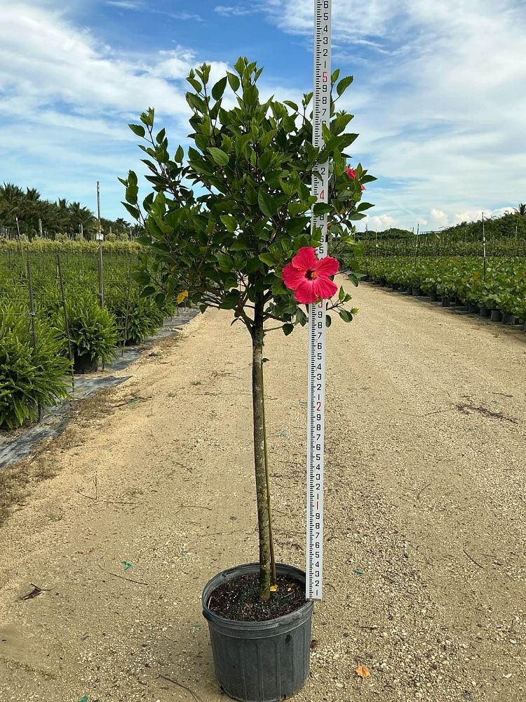 hibiscus-painted-lady
