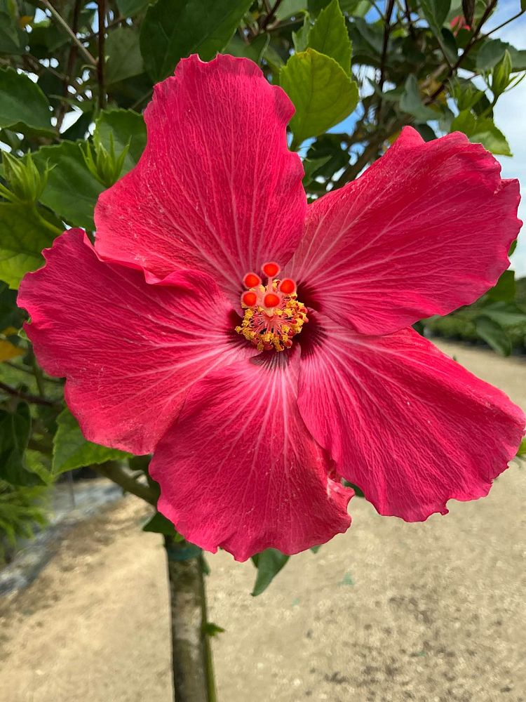 hibiscus-painted-lady