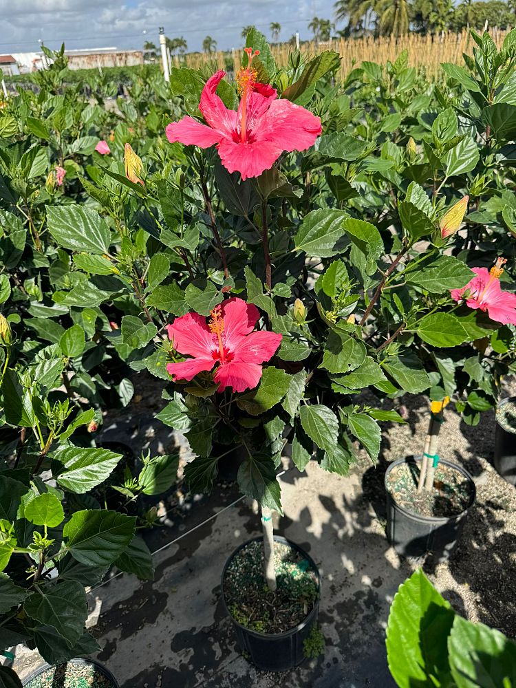 hibiscus-painted-lady