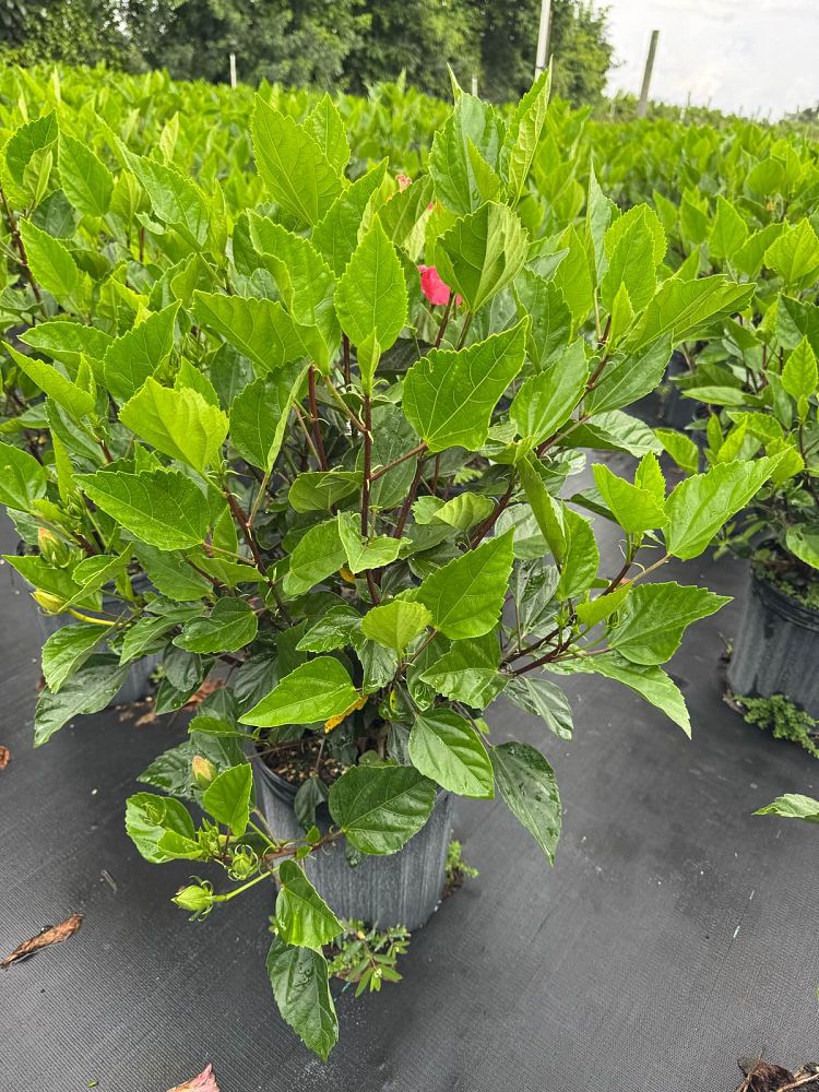 hibiscus-painted-lady