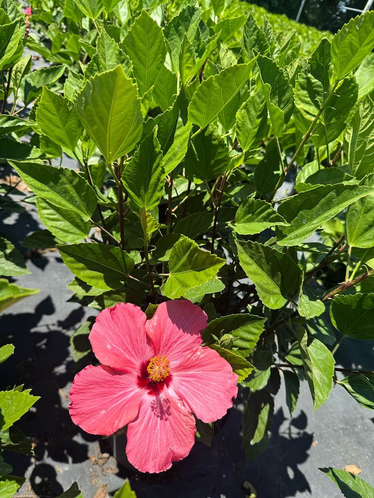 hibiscus-painted-lady