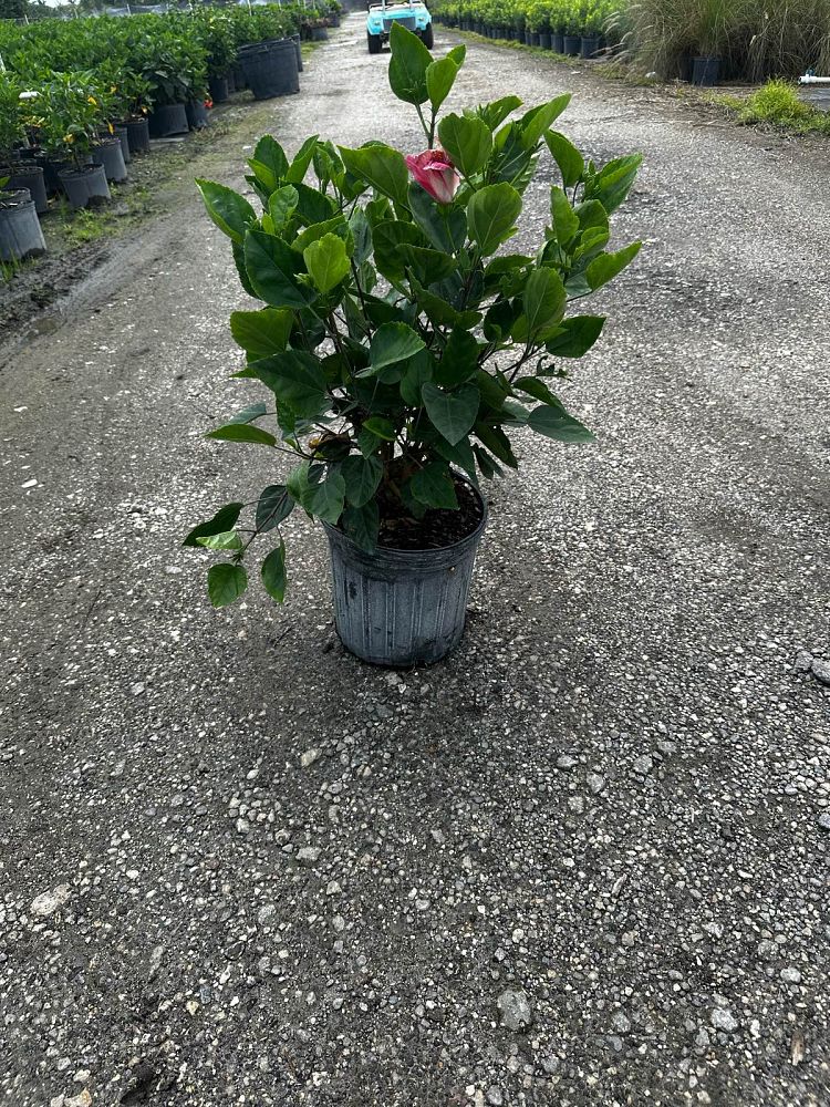 hibiscus-painted-lady