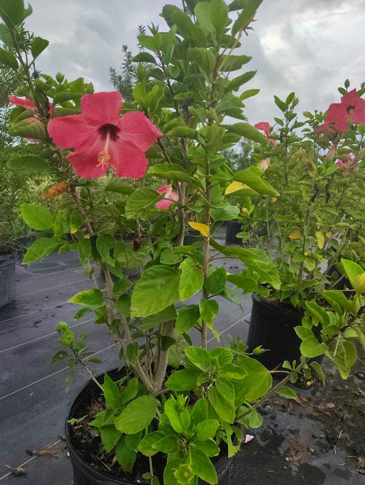 hibiscus-painted-lady