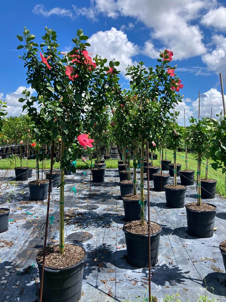 hibiscus-painted-lady