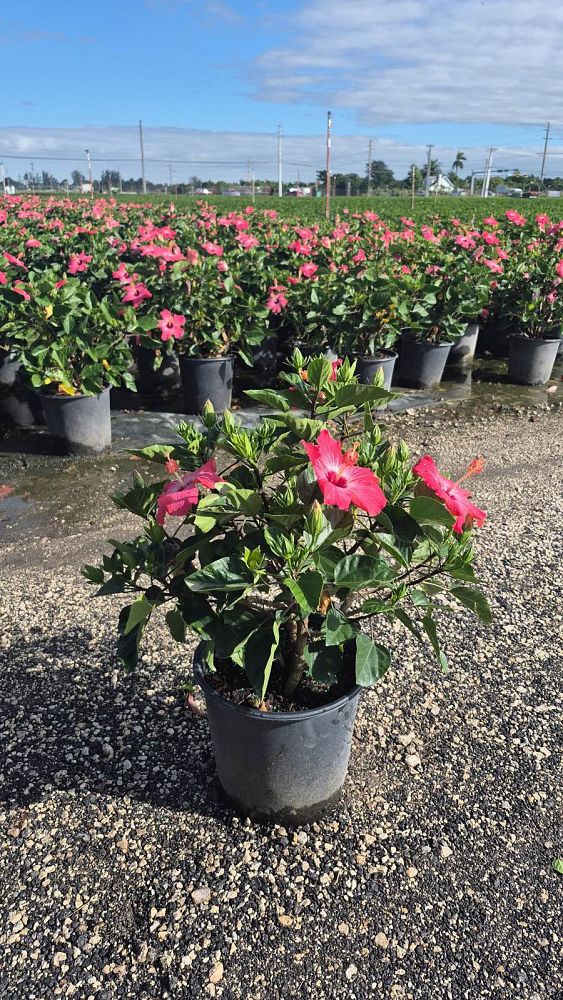 hibiscus-painted-lady