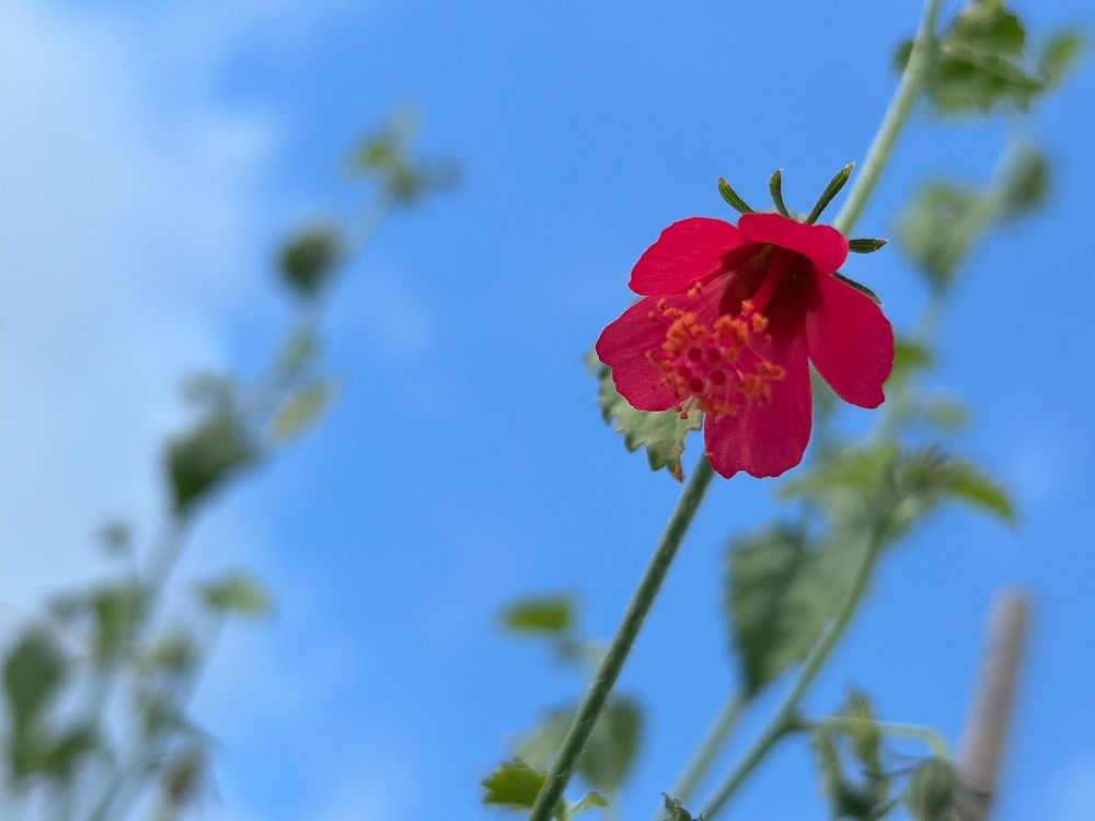 hibiscus-poeppigii-wild-hibiscus