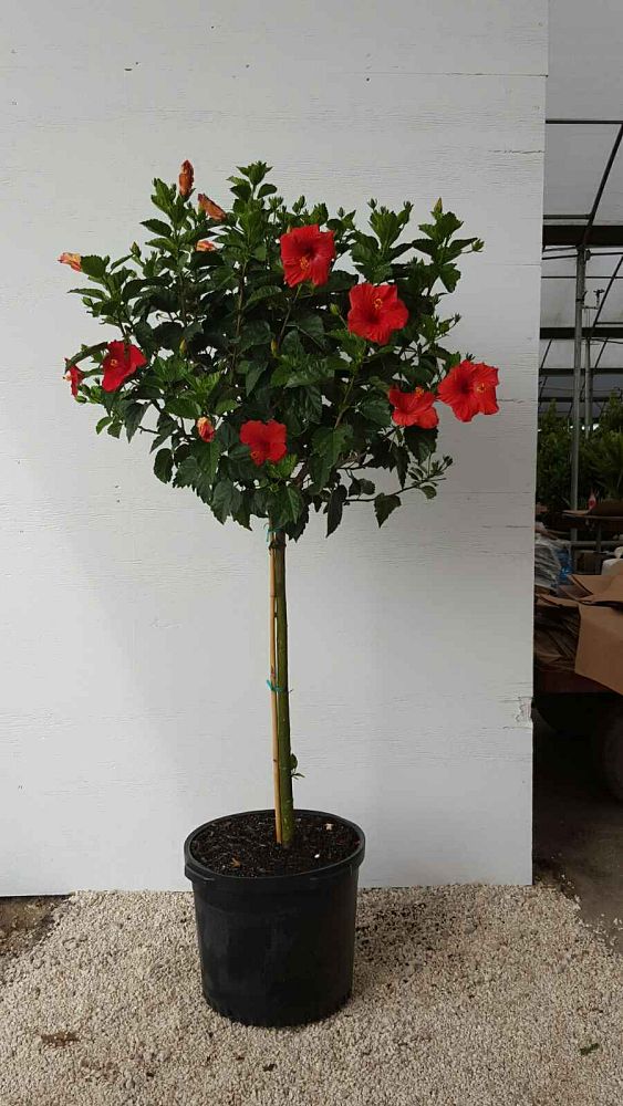 hibiscus-president-red