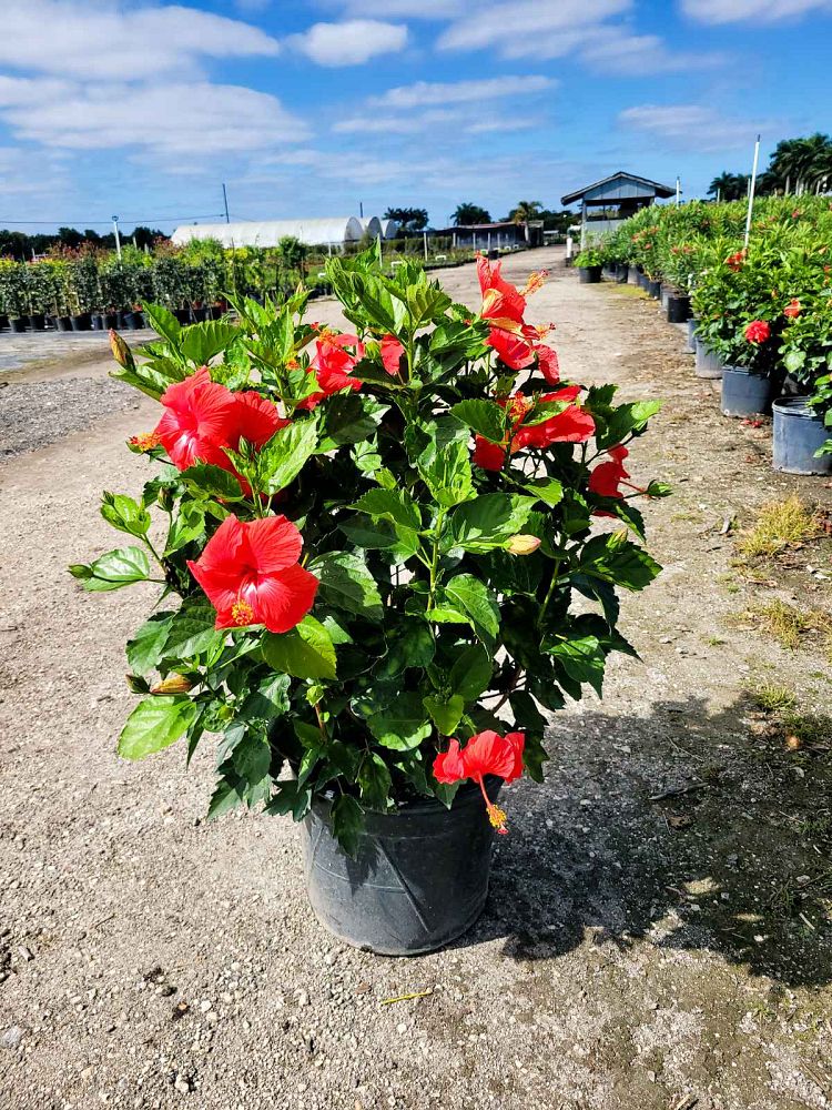 hibiscus-president-red