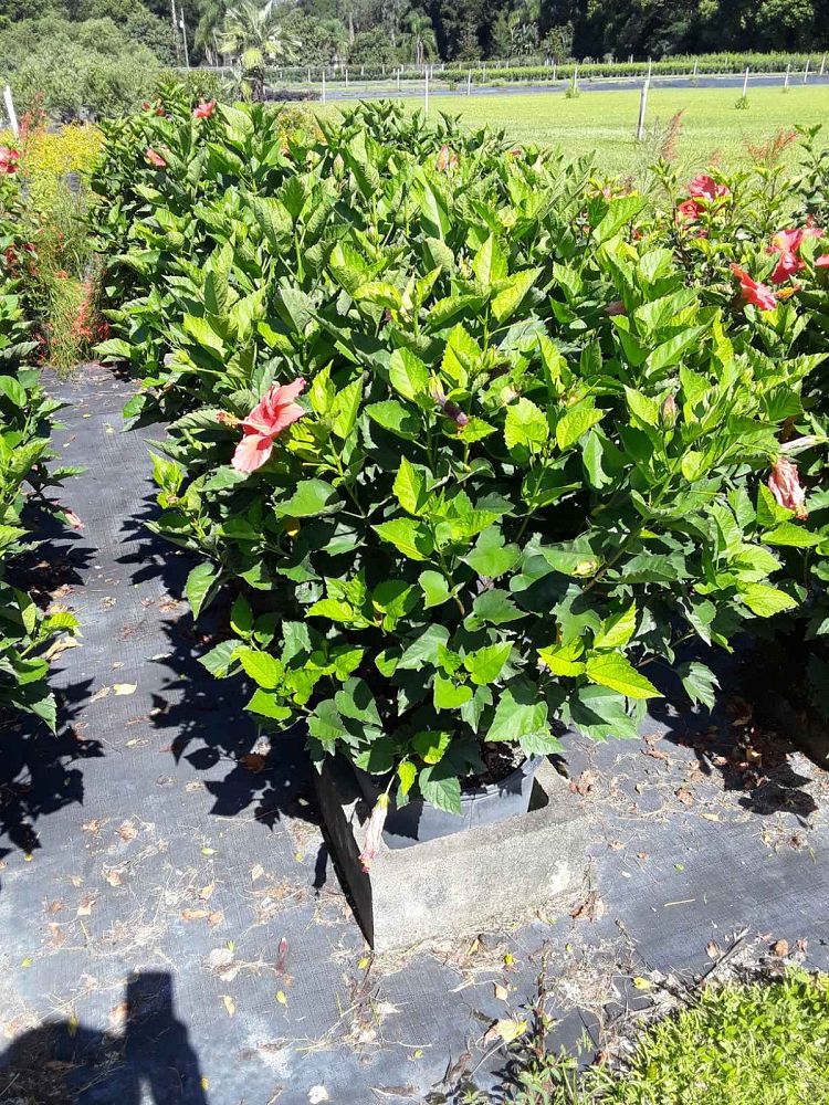hibiscus-president-red