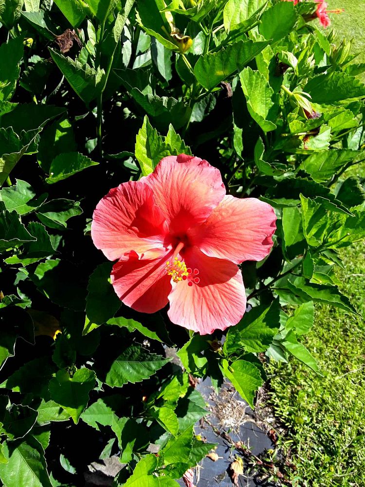 hibiscus-president-red