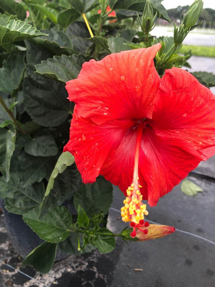 hibiscus-president-red