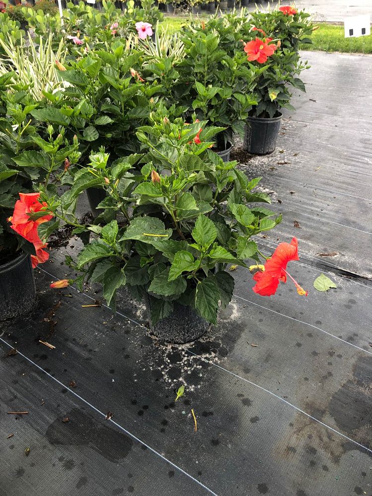 hibiscus-president-red