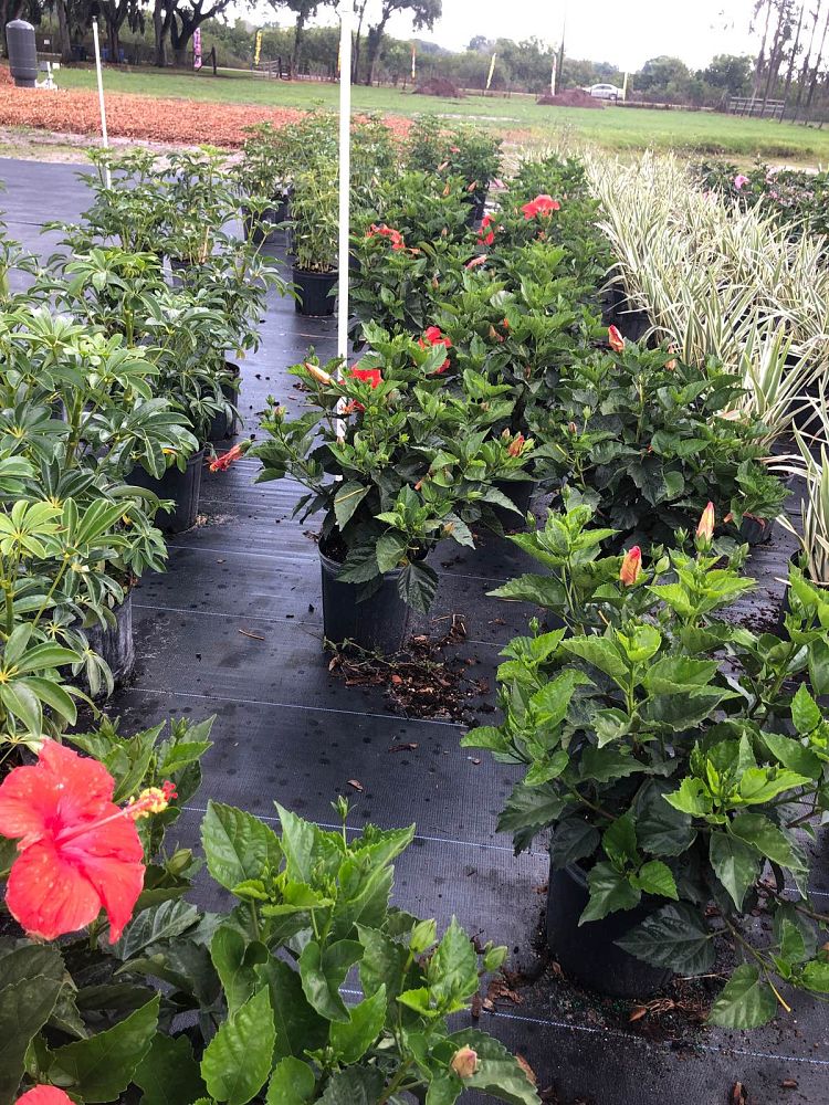 hibiscus-president-red