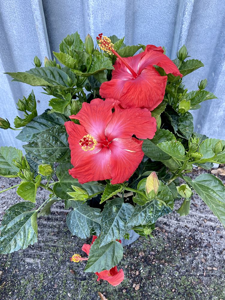 hibiscus-president-red