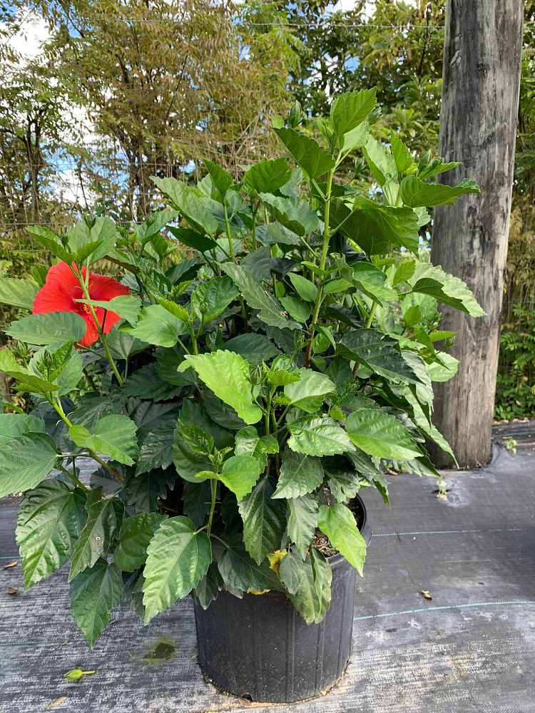 hibiscus-president-red