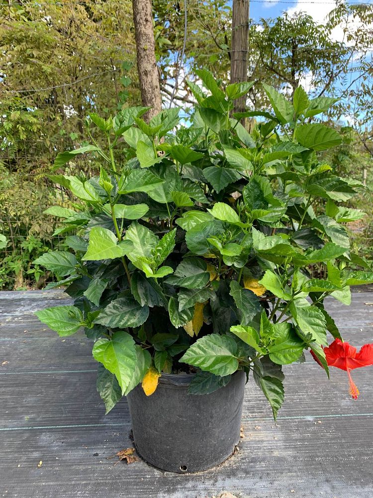 hibiscus-president-red