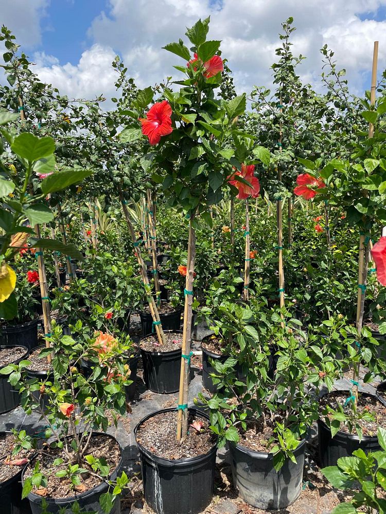 hibiscus-president-red