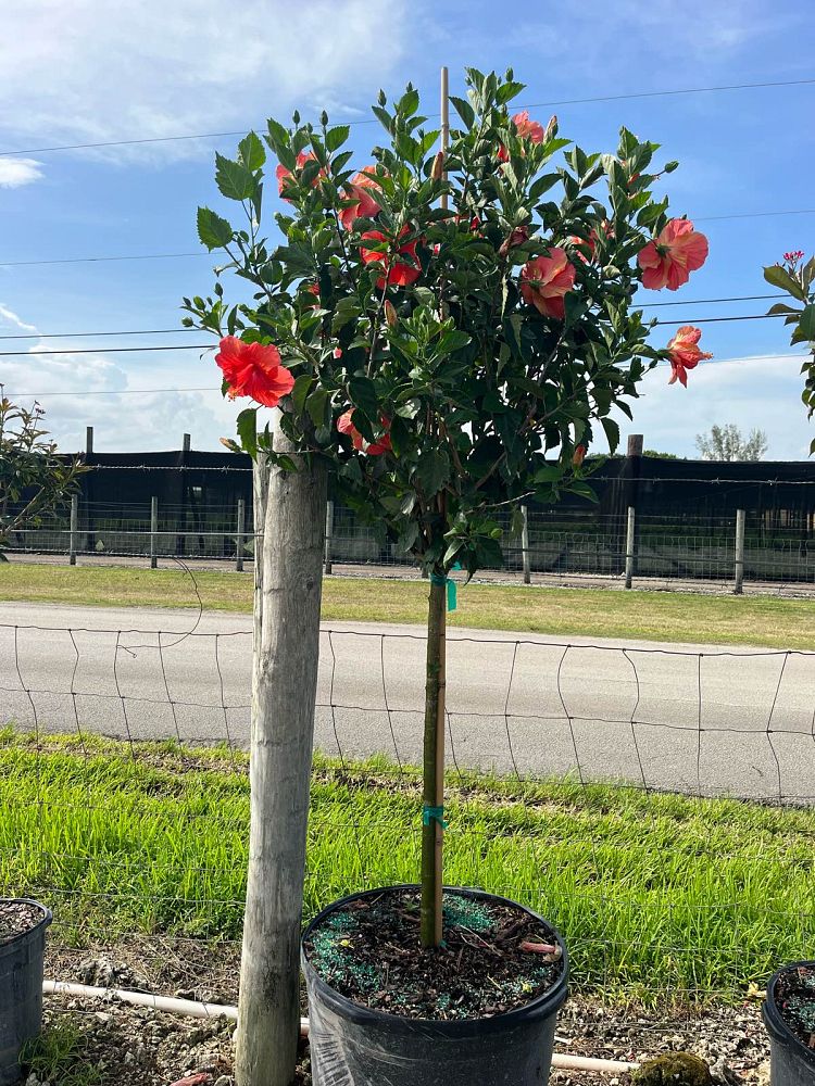 hibiscus-president-red
