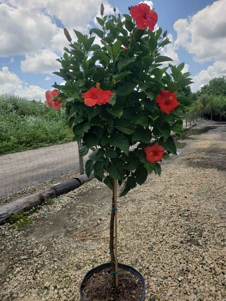 hibiscus-president-red