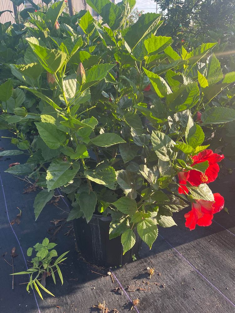hibiscus-president-red