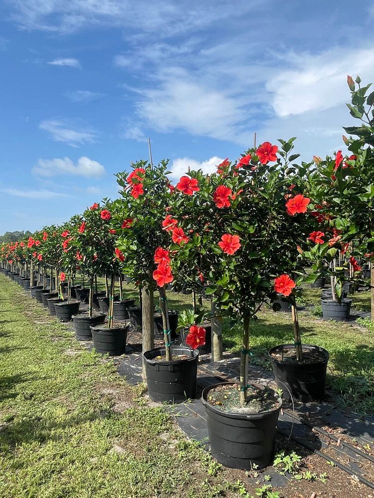 hibiscus-president-red