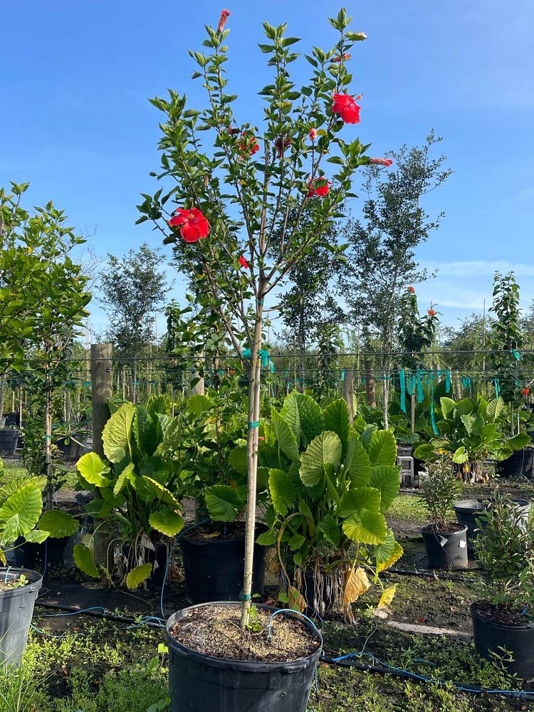 hibiscus-president-red