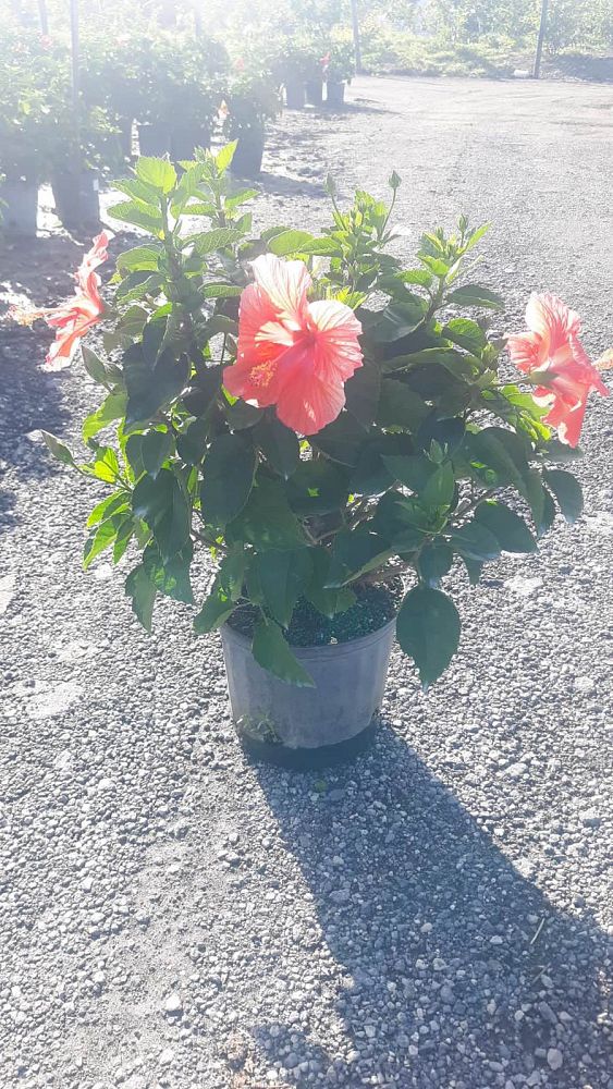 hibiscus-president-red
