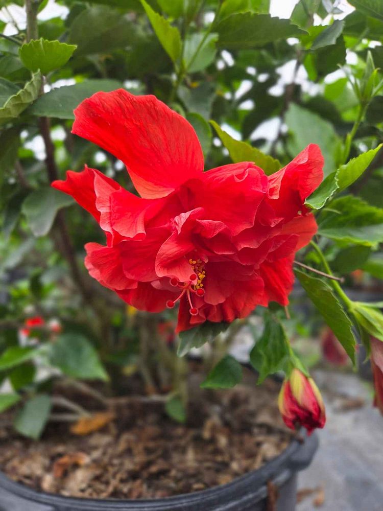 hibiscus-president-red