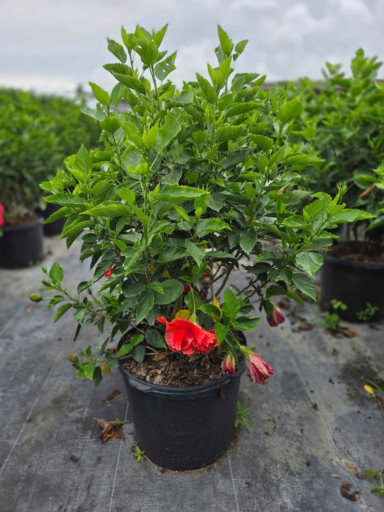 hibiscus-president-red