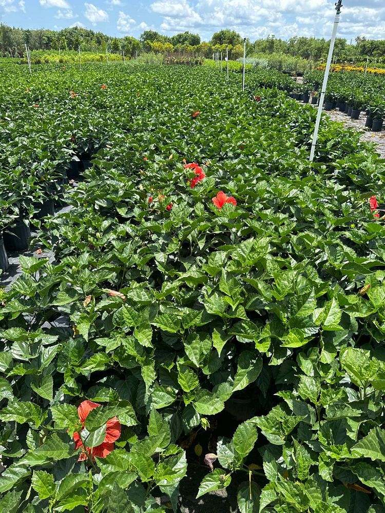 hibiscus-president-red