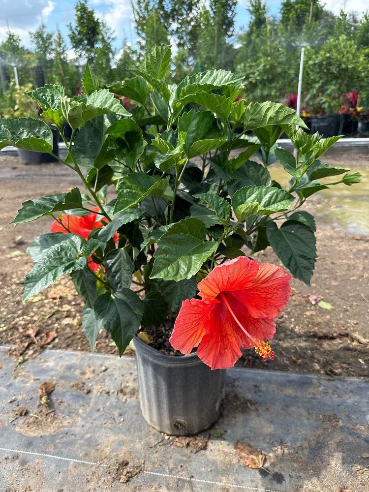 hibiscus-president-red