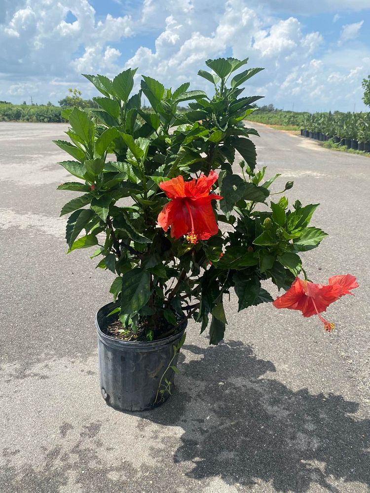 hibiscus-president-red
