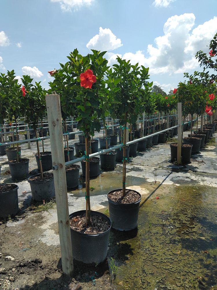 hibiscus-president-red
