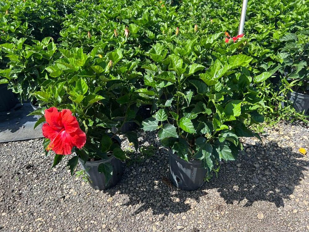hibiscus-president-red
