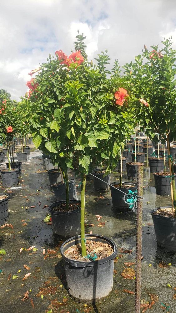 hibiscus-president-red
